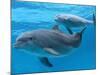 Bottlenose Dolphin Female and Her Calf-Augusto Leandro Stanzani-Mounted Photographic Print