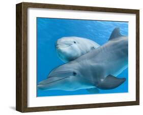 Bottlenose Dolphin Female and Her Calf-Augusto Leandro Stanzani-Framed Photographic Print