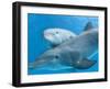 Bottlenose Dolphin Female and Her Calf-Augusto Leandro Stanzani-Framed Photographic Print