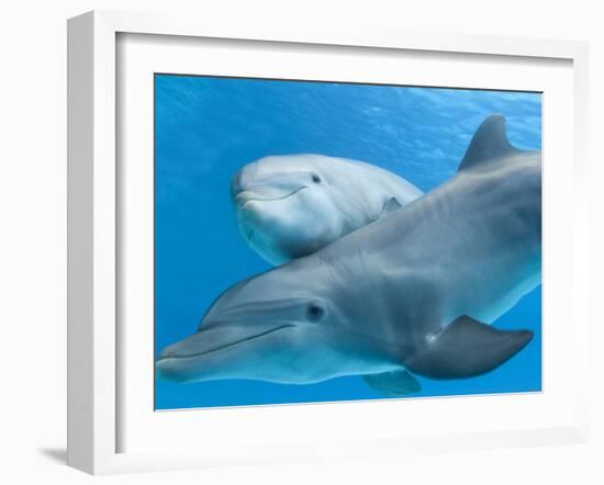 Bottlenose Dolphin Female and Her Calf-Augusto Leandro Stanzani-Framed Photographic Print