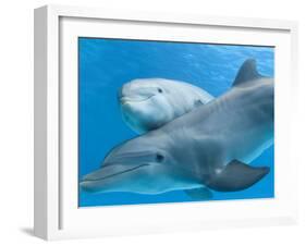 Bottlenose Dolphin Female and Her Calf-Augusto Leandro Stanzani-Framed Photographic Print