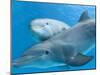 Bottlenose Dolphin Female and Her Calf-Augusto Leandro Stanzani-Mounted Photographic Print