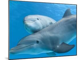 Bottlenose Dolphin Female and Her Calf-Augusto Leandro Stanzani-Mounted Photographic Print