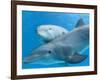 Bottlenose Dolphin Female and Her Calf-Augusto Leandro Stanzani-Framed Photographic Print