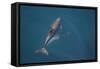 Bottlenose Dolphin from Above-null-Framed Stretched Canvas