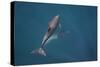 Bottlenose Dolphin from Above-null-Stretched Canvas