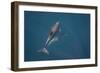 Bottlenose Dolphin from Above-null-Framed Photographic Print