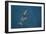 Bottlenose Dolphin from Above-null-Framed Photographic Print