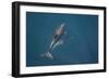 Bottlenose Dolphin from Above-null-Framed Photographic Print