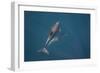 Bottlenose Dolphin from Above-null-Framed Photographic Print