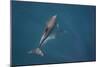 Bottlenose Dolphin from Above-null-Mounted Photographic Print