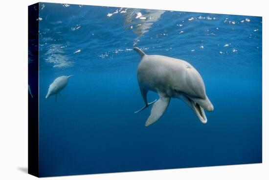 Bottlenose Dolphin Front-View, Mouth Open-null-Stretched Canvas