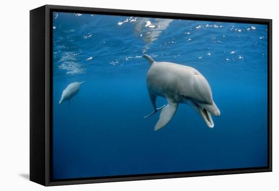 Bottlenose Dolphin Front-View, Mouth Open-null-Framed Stretched Canvas