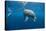 Bottlenose Dolphin Front-View, Mouth Open-null-Stretched Canvas