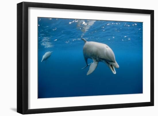 Bottlenose Dolphin Front-View, Mouth Open-null-Framed Photographic Print