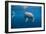 Bottlenose Dolphin Front-View, Mouth Open-null-Framed Photographic Print