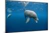 Bottlenose Dolphin Front-View, Mouth Open-null-Mounted Photographic Print