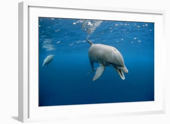 Bottlenose Dolphin Front-View, Mouth Open-null-Framed Photographic Print