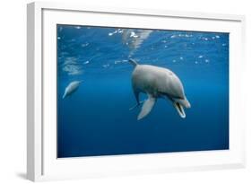 Bottlenose Dolphin Front-View, Mouth Open-null-Framed Photographic Print