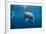 Bottlenose Dolphin Front-View, Mouth Open-null-Framed Photographic Print