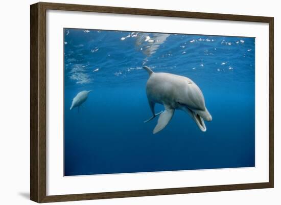 Bottlenose Dolphin Front-View, Mouth Open-null-Framed Photographic Print