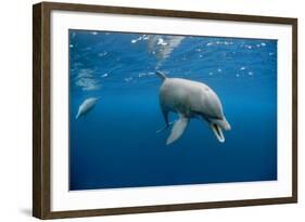 Bottlenose Dolphin Front-View, Mouth Open-null-Framed Photographic Print