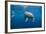 Bottlenose Dolphin Front-View, Mouth Open-null-Framed Photographic Print