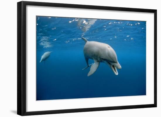 Bottlenose Dolphin Front-View, Mouth Open-null-Framed Photographic Print