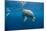 Bottlenose Dolphin Front-View, Mouth Open-null-Mounted Photographic Print