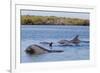 Bottlenose dolphin in mangrove canals, Baja California-Claudio Contreras-Framed Photographic Print