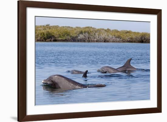 Bottlenose dolphin in mangrove canals, Baja California-Claudio Contreras-Framed Photographic Print