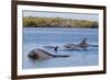 Bottlenose dolphin in mangrove canals, Baja California-Claudio Contreras-Framed Photographic Print