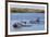 Bottlenose dolphin in mangrove canals, Baja California-Claudio Contreras-Framed Photographic Print