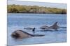 Bottlenose dolphin in mangrove canals, Baja California-Claudio Contreras-Mounted Photographic Print