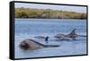 Bottlenose dolphin in mangrove canals, Baja California-Claudio Contreras-Framed Stretched Canvas