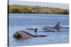 Bottlenose dolphin in mangrove canals, Baja California-Claudio Contreras-Stretched Canvas