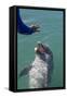 Bottlenose Dolphin Interacts with Trainer.-Stephen Frink-Framed Stretched Canvas