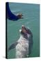Bottlenose Dolphin Interacts with Trainer.-Stephen Frink-Stretched Canvas