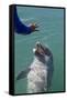 Bottlenose Dolphin Interacts with Trainer.-Stephen Frink-Framed Stretched Canvas