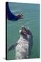 Bottlenose Dolphin Interacts with Trainer.-Stephen Frink-Stretched Canvas