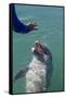 Bottlenose Dolphin Interacts with Trainer.-Stephen Frink-Framed Stretched Canvas