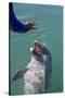 Bottlenose Dolphin Interacts with Trainer.-Stephen Frink-Stretched Canvas