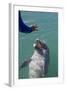 Bottlenose Dolphin Interacts with Trainer.-Stephen Frink-Framed Photographic Print