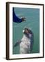 Bottlenose Dolphin Interacts with Trainer.-Stephen Frink-Framed Photographic Print