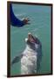 Bottlenose Dolphin Interacts with Trainer.-Stephen Frink-Framed Photographic Print