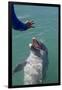 Bottlenose Dolphin Interacts with Trainer.-Stephen Frink-Framed Photographic Print