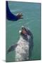 Bottlenose Dolphin Interacts with Trainer.-Stephen Frink-Mounted Photographic Print