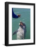 Bottlenose Dolphin Interacts with Trainer.-Stephen Frink-Framed Photographic Print