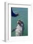 Bottlenose Dolphin Interacts with Trainer.-Stephen Frink-Framed Photographic Print