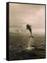 Bottlenose Dolphin Jumping Out of Water-Stuart Westmorland-Framed Stretched Canvas